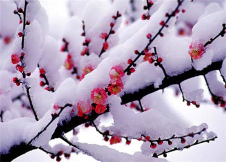 瑞雪兆豐年振動磨機(jī)廠家春節(jié)送祝福 瑞雪兆豐年振動磨機(jī)廠家春節(jié)送祝福