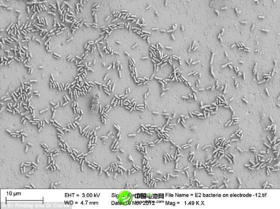 通過顯微鏡看到，海洋細菌希瓦氏菌的合成版本與碳電極發(fā)生互動