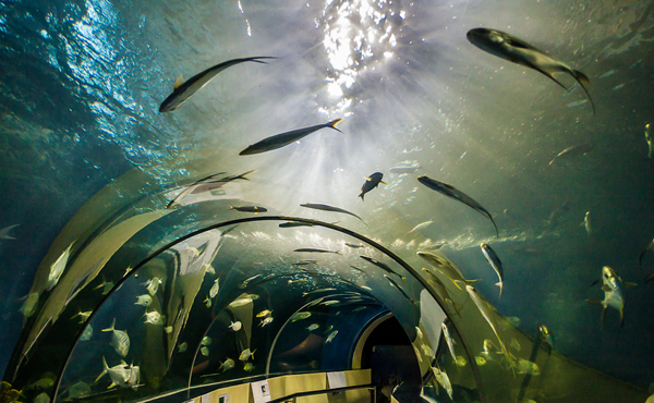 車云網：如何打造汽車電子商業生態圈？