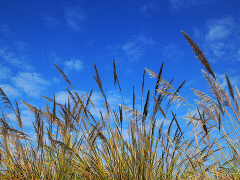 中科院：巧用蘆葦制備鋰電池三維硅負極材料