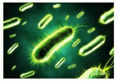 美國研發出可持久供電的細菌太陽能電池 傳統光伏發電方式或被顛覆？